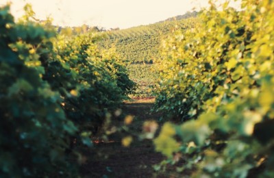 波帝亚酒庄（Bodegas Portia）