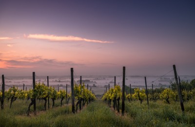 阿尔托蒙卡亚酒庄（Bodegas Alto Moncayo）