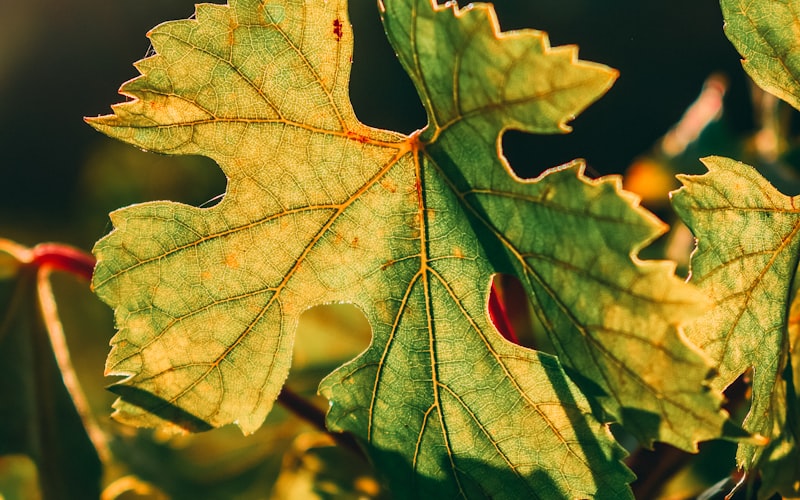 我们对于葡萄酒与餐点搭配的秘诀究竟知晓多少？插图