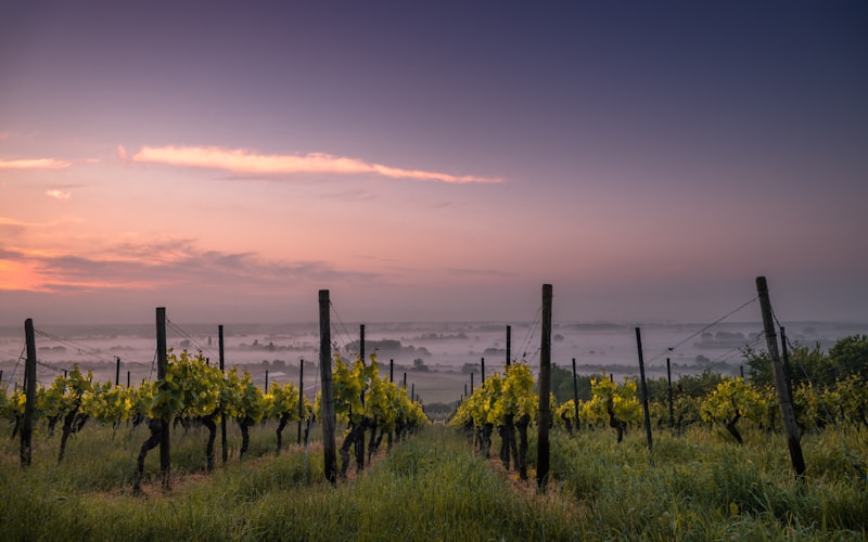 阿尔托蒙卡亚酒庄（Bodegas Alto Moncayo）插图